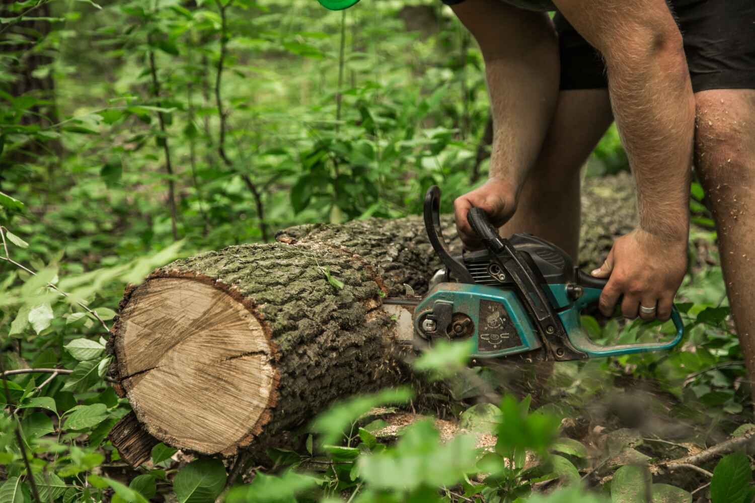 Tree Branch Trimming in Riverview, FL